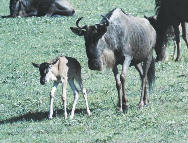 10wildebeast