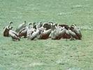 05vultures