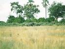00elephants